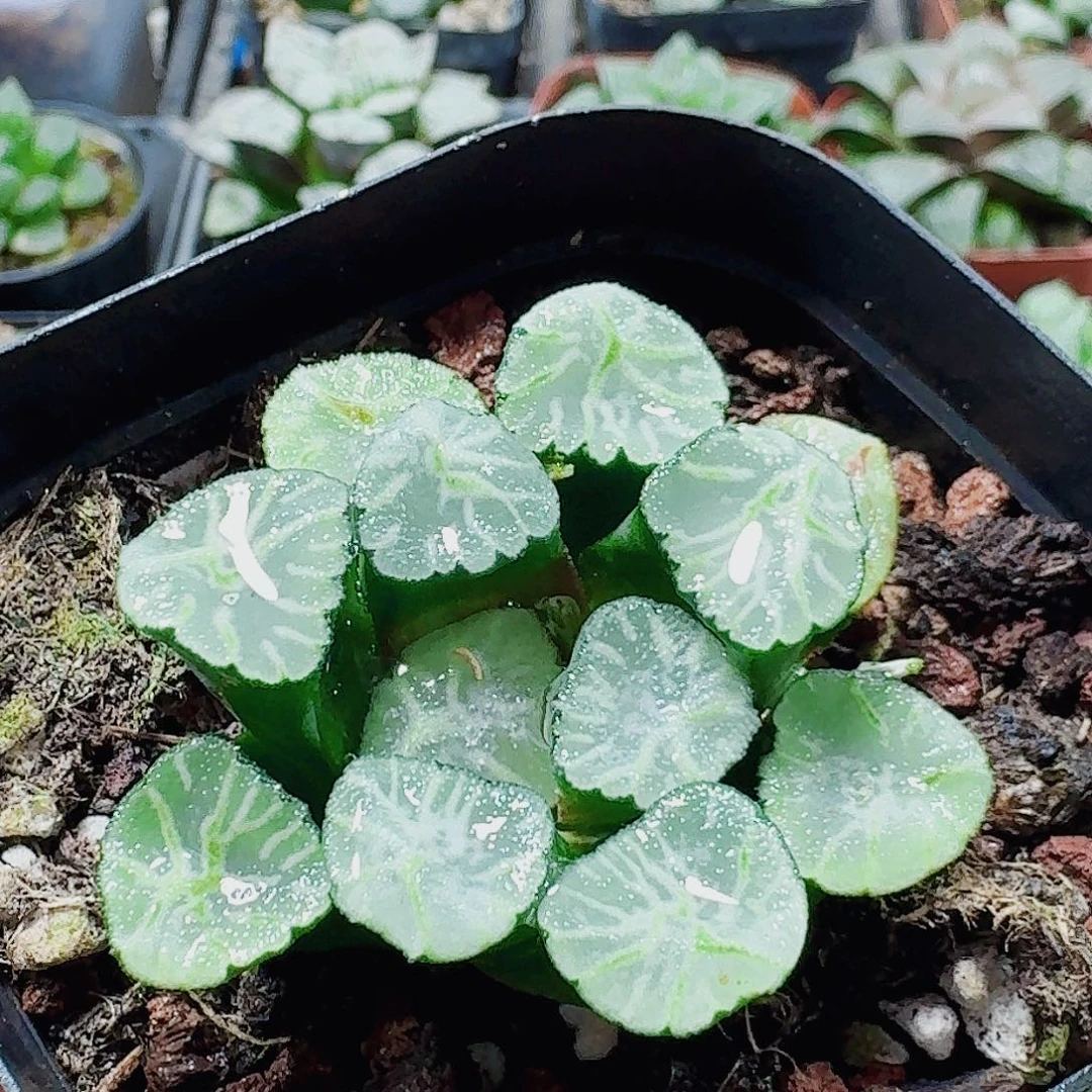 无花朵十二卷火烧云福利