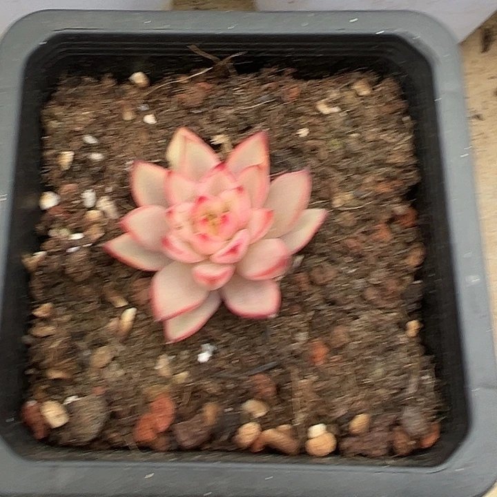 幽鬼锦多肉植物饭