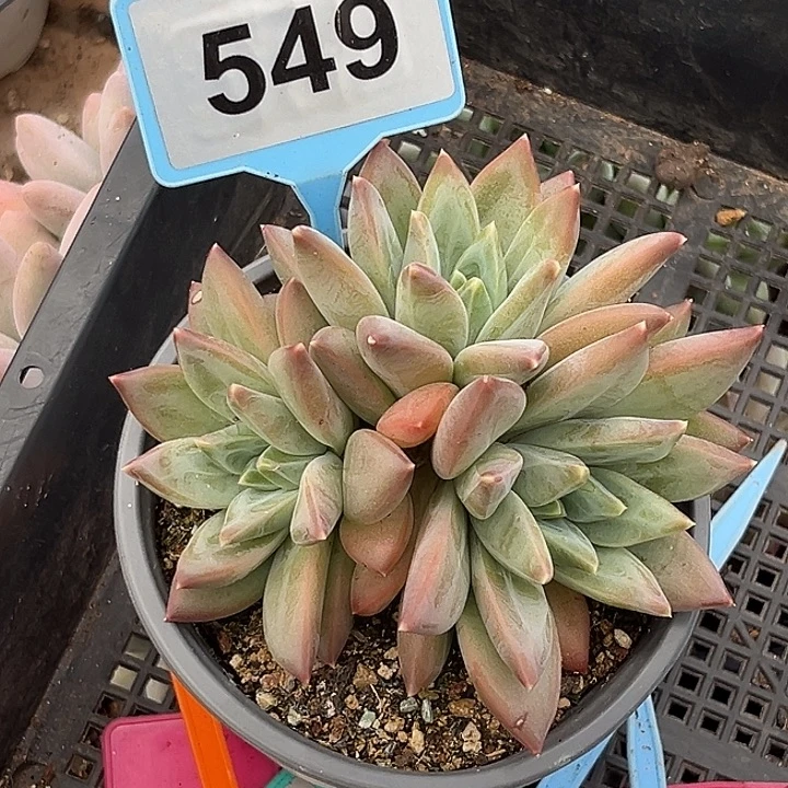 多肉植物彩体美人549