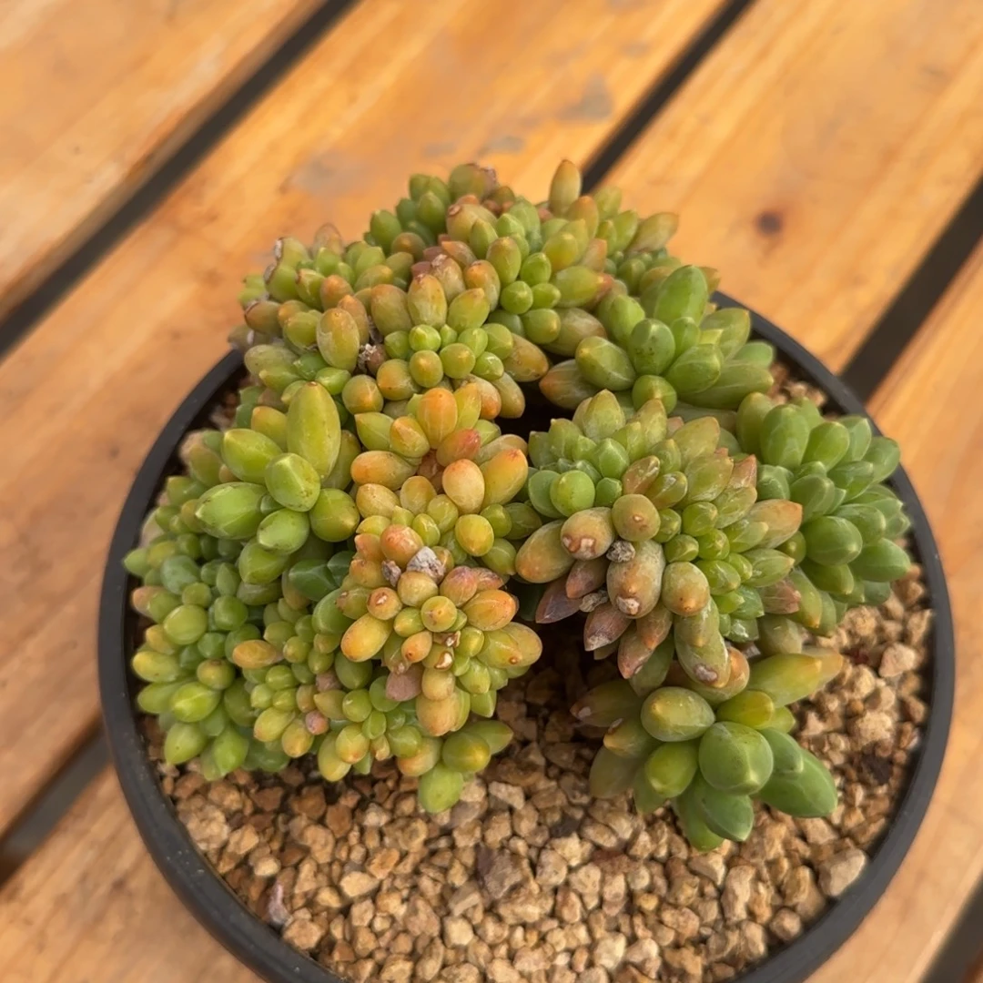 多肉植物一物一拍