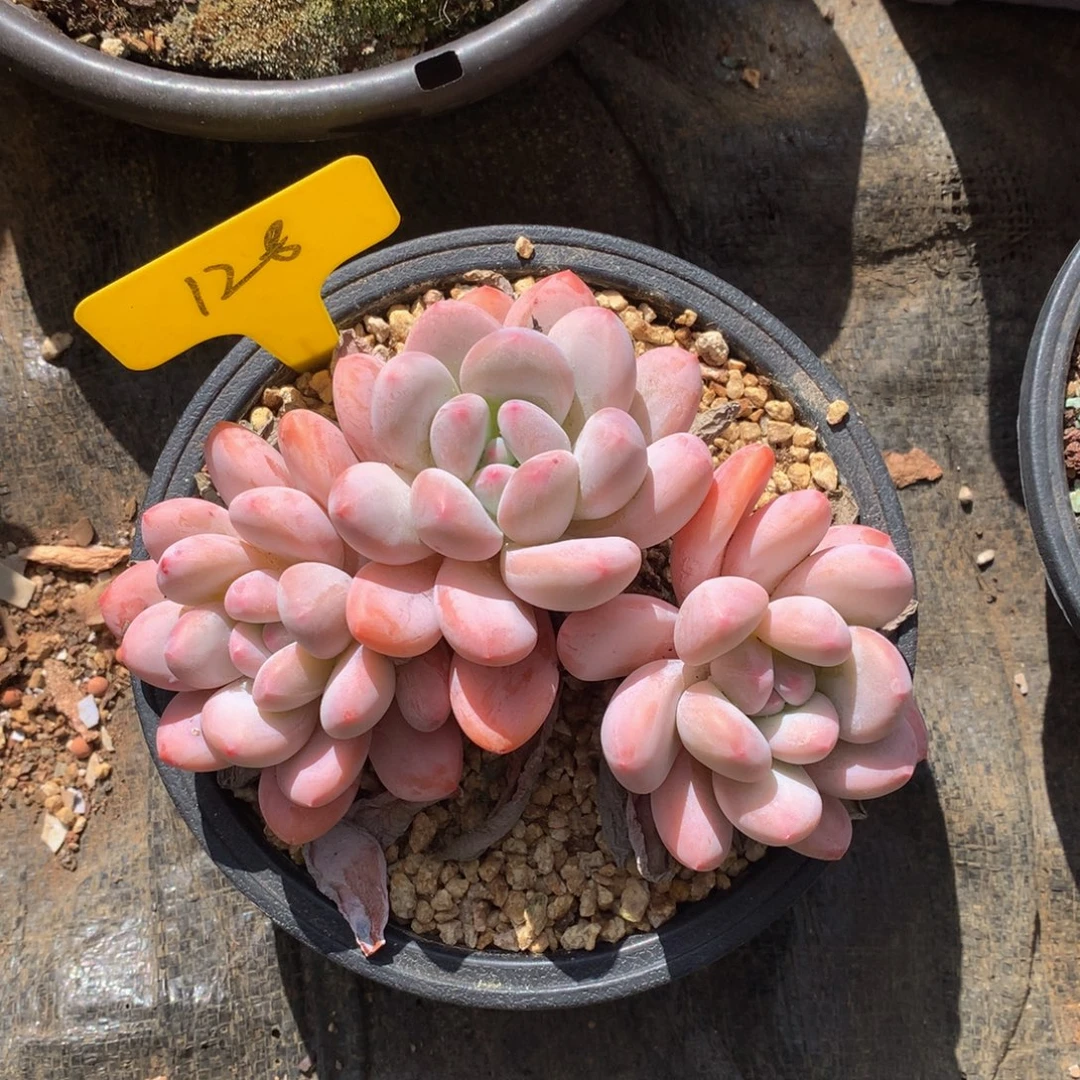 粉香水7272727272¥