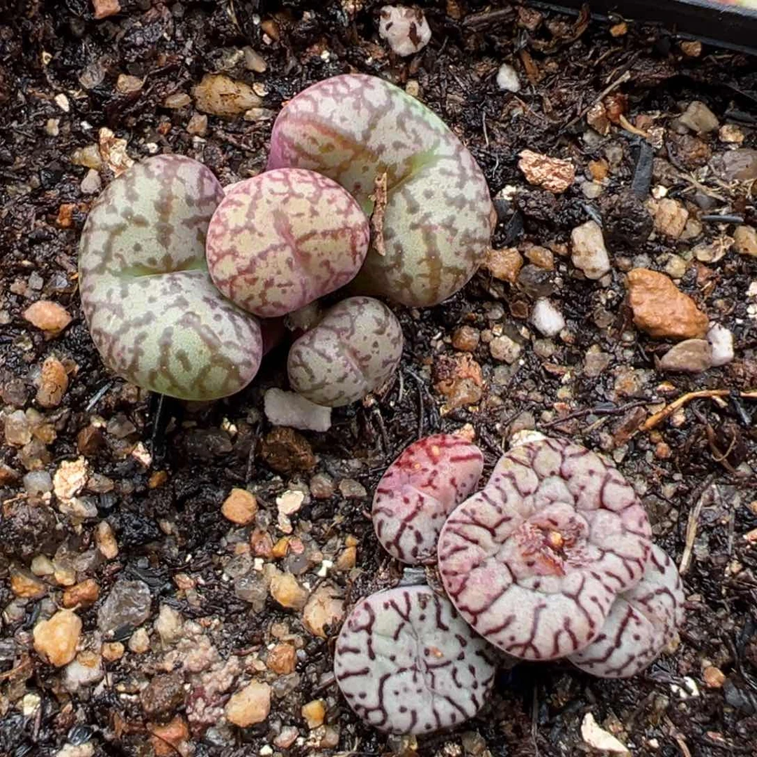 1.27好看的多肉886