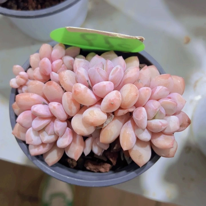 健健康康平平安安
