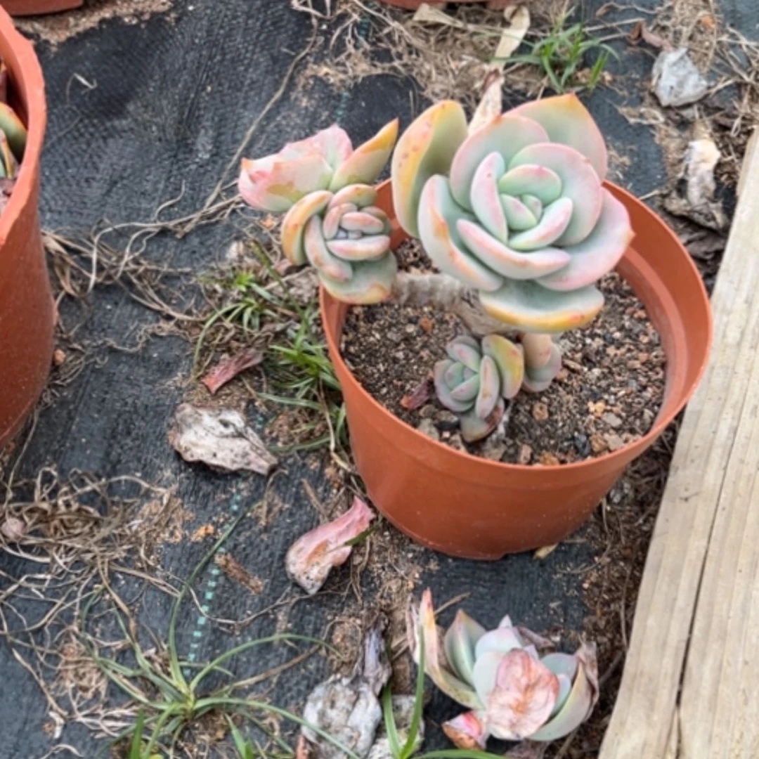 【闪购商品】冷**霜白凤