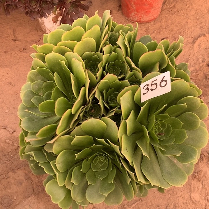 无花朵356绿叶蓉北