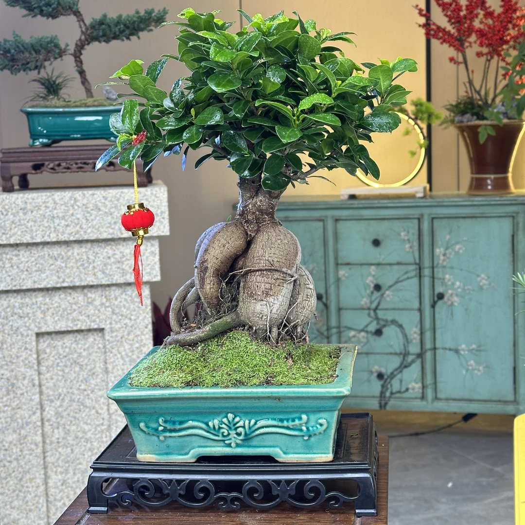 榕树盆栽老桩造型绿植好养易活办公室内客厅装饰大气美观年宵花