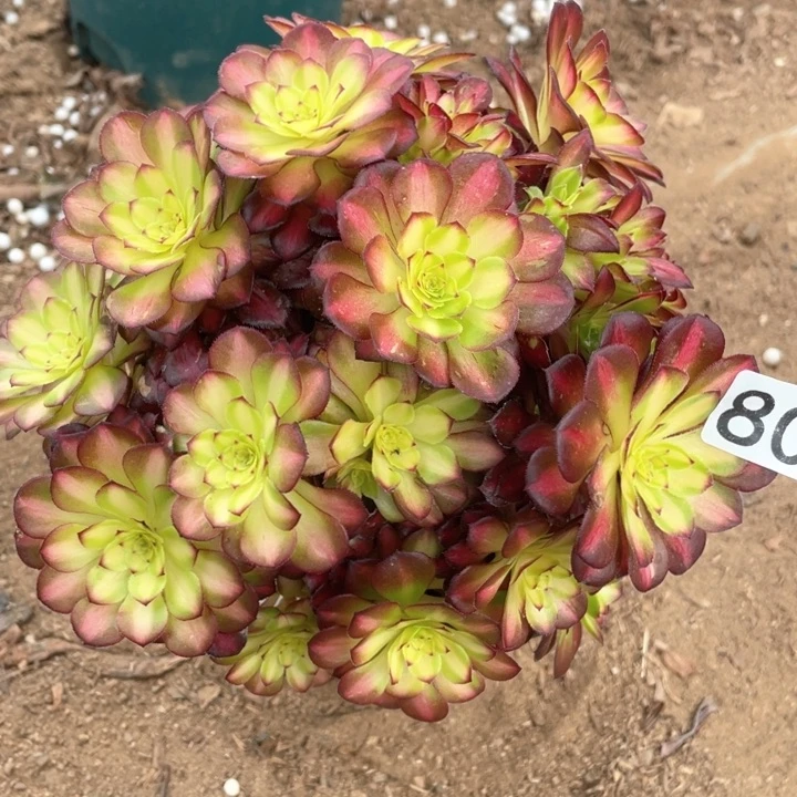 ?****?808多肉植物童颜
