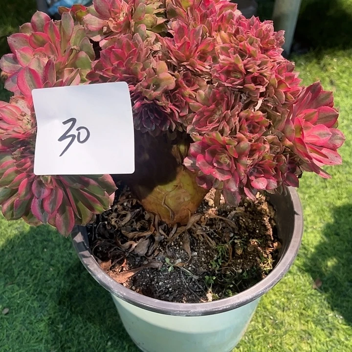 荟***蔚30荔枝缀化法师一颗