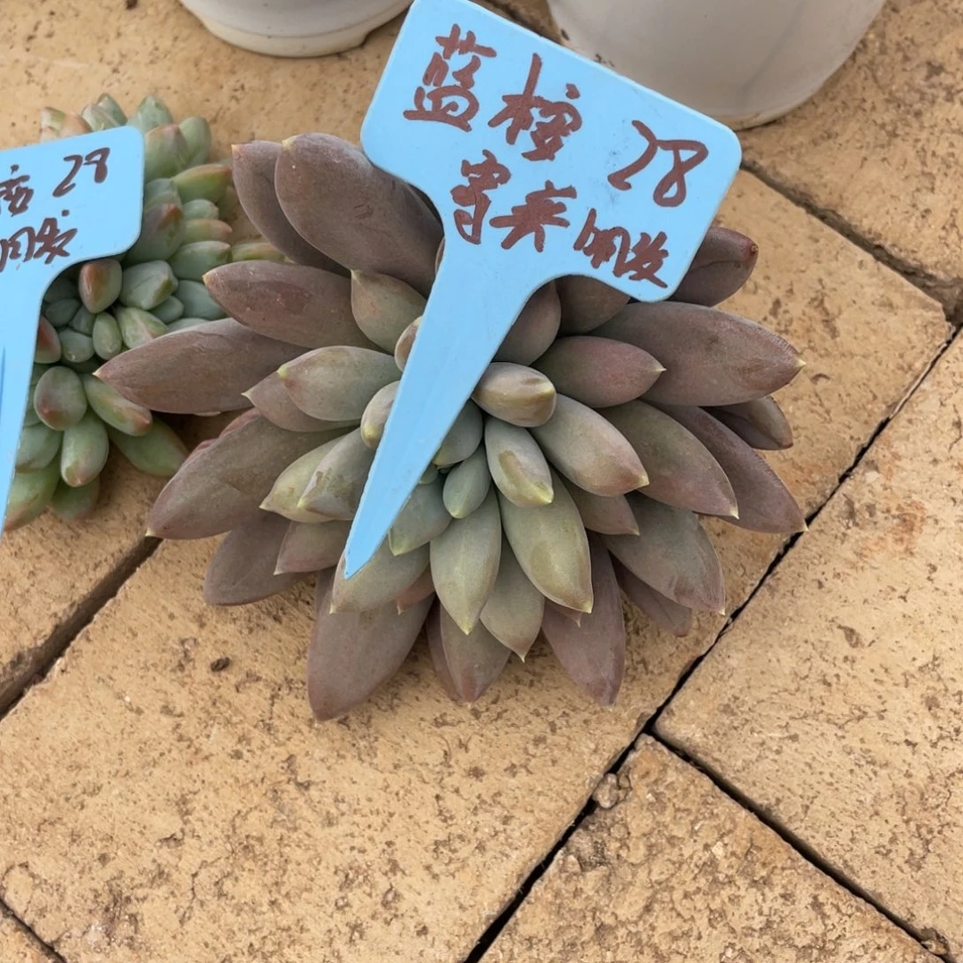 蓝***：蓝桉2810月发货。