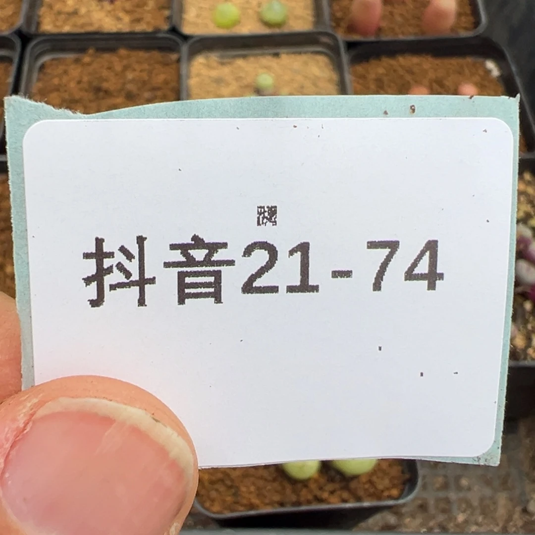 养*羊21-74纽扣多肉