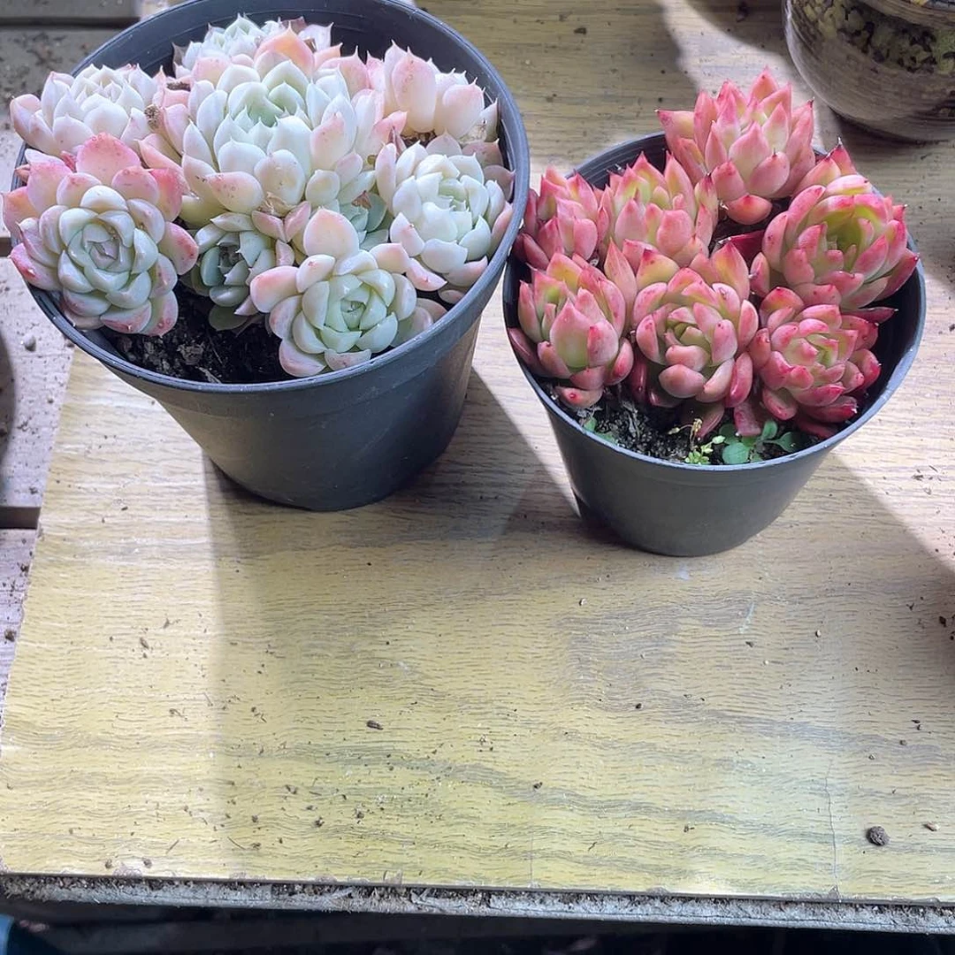 小***头0725  沁心红相府 六月六