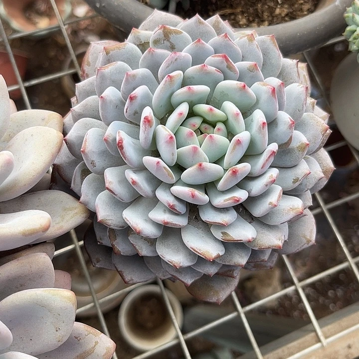 两单包邮，一物一拍星星晨