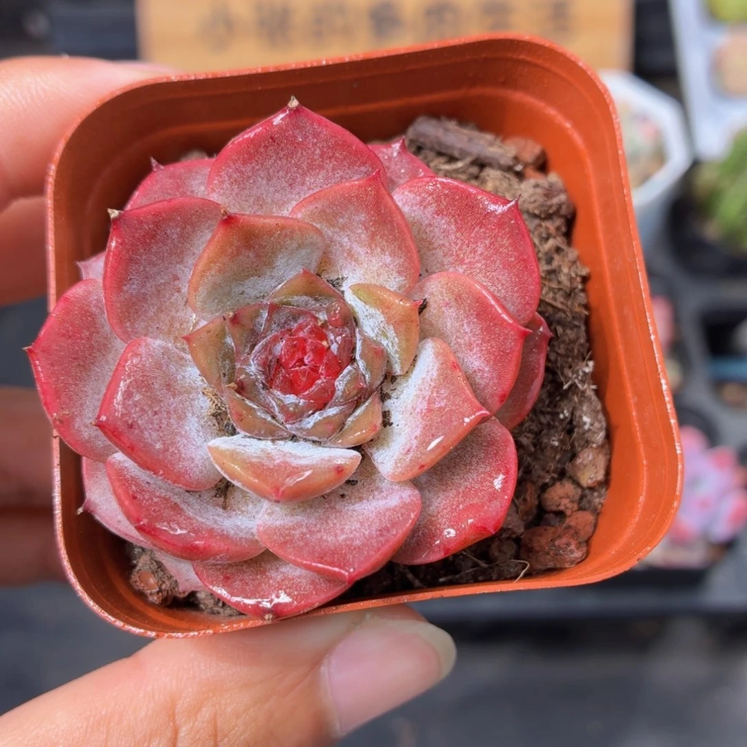 冰糖水晶多肉9.9包邮发货