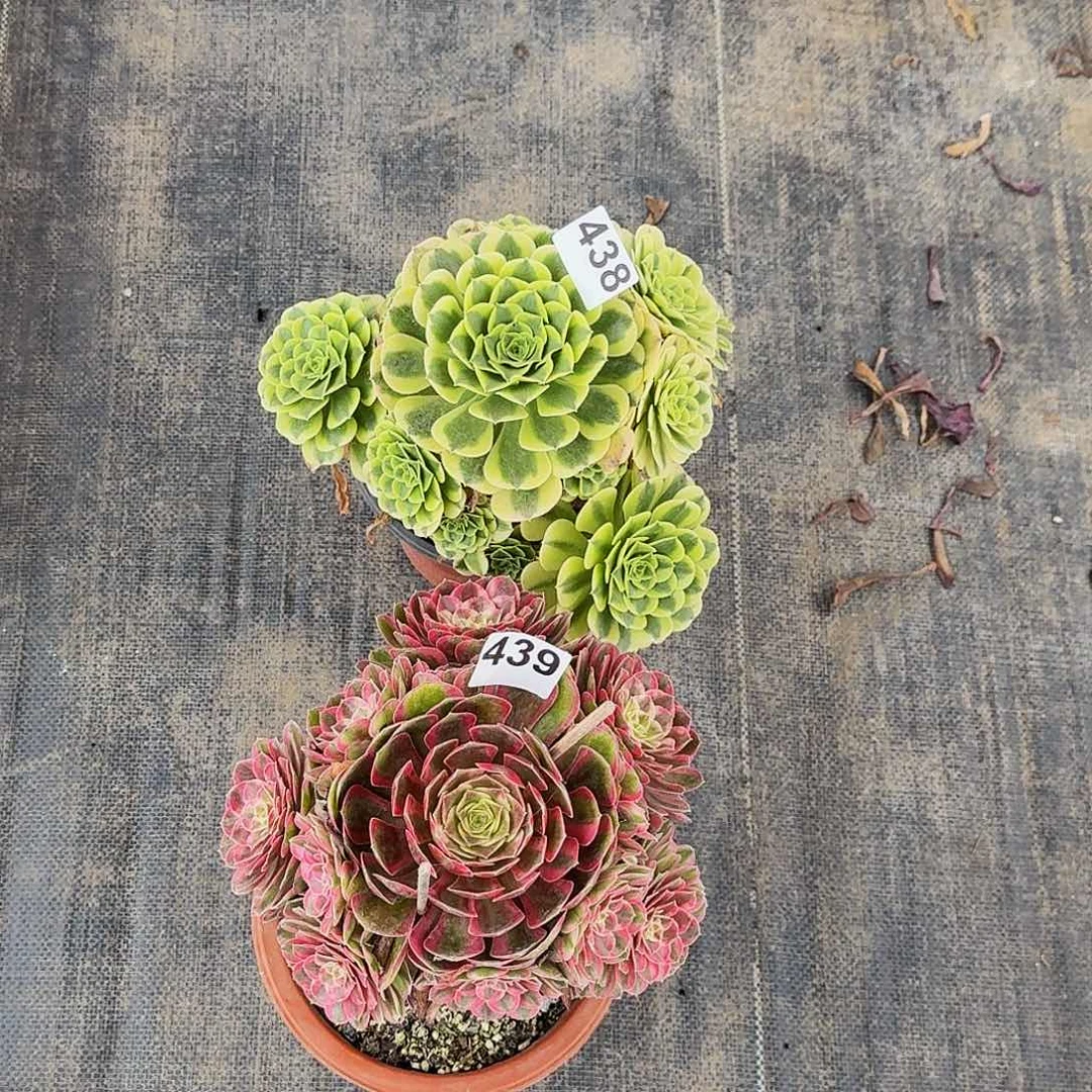 438绿豆沙439孔雀翎两颗半木质桩