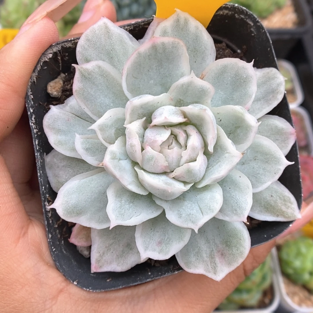 白蝴蝶锦656号。