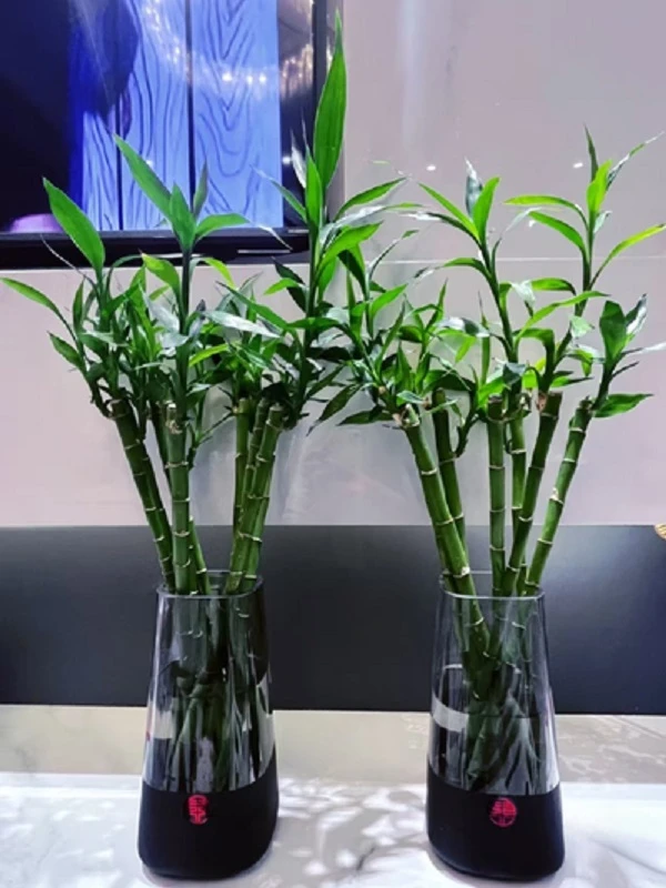 转运竹竹绿植易活观音竹四季客厅室内直带根富贵竹文昌富贵竹