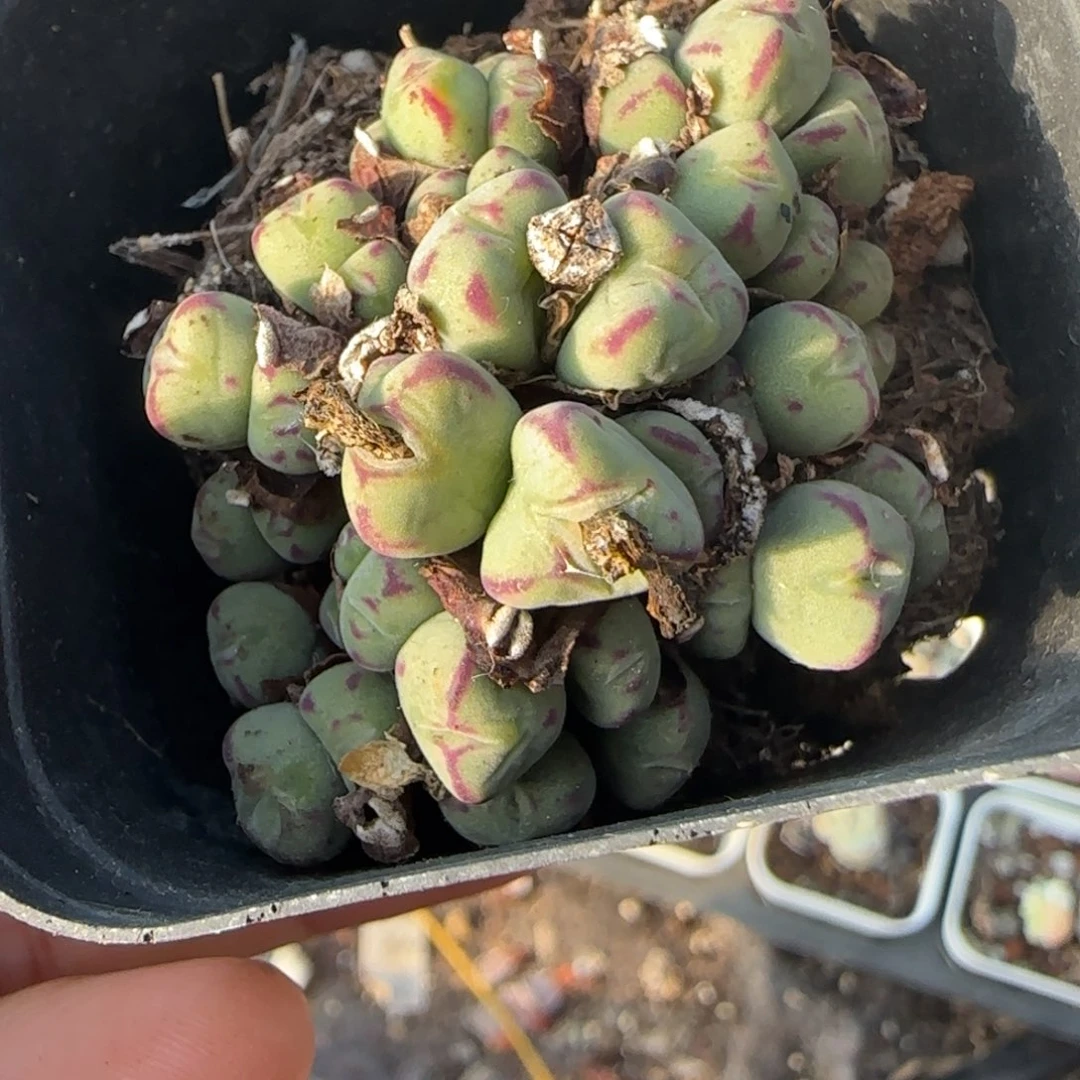 多肉小卡拉米糖心一物一拍