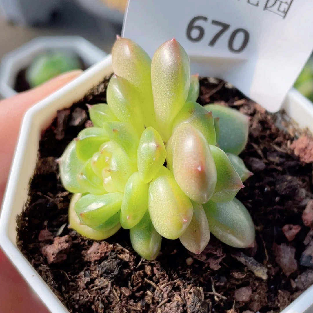 670号糖心冰心珍妮 捡漏