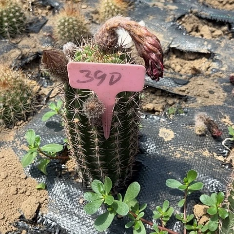 蓝立夏爱掉刺介意勿拍390