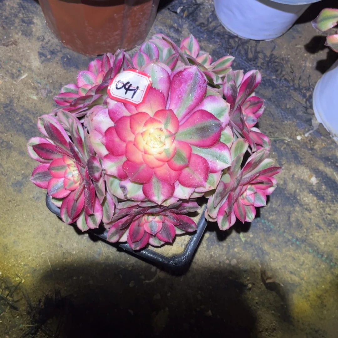 041多肉植物半糖法师