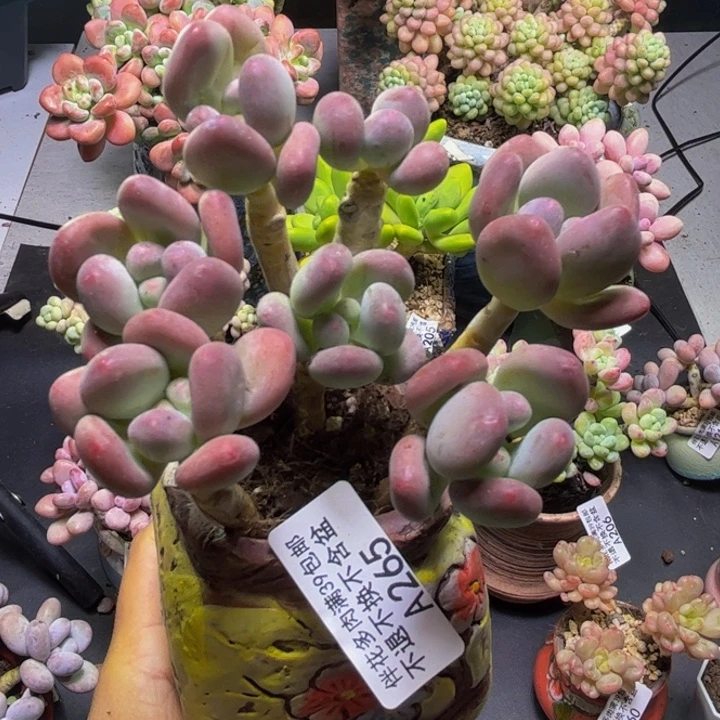 苹果奶酪265/8cm多肉