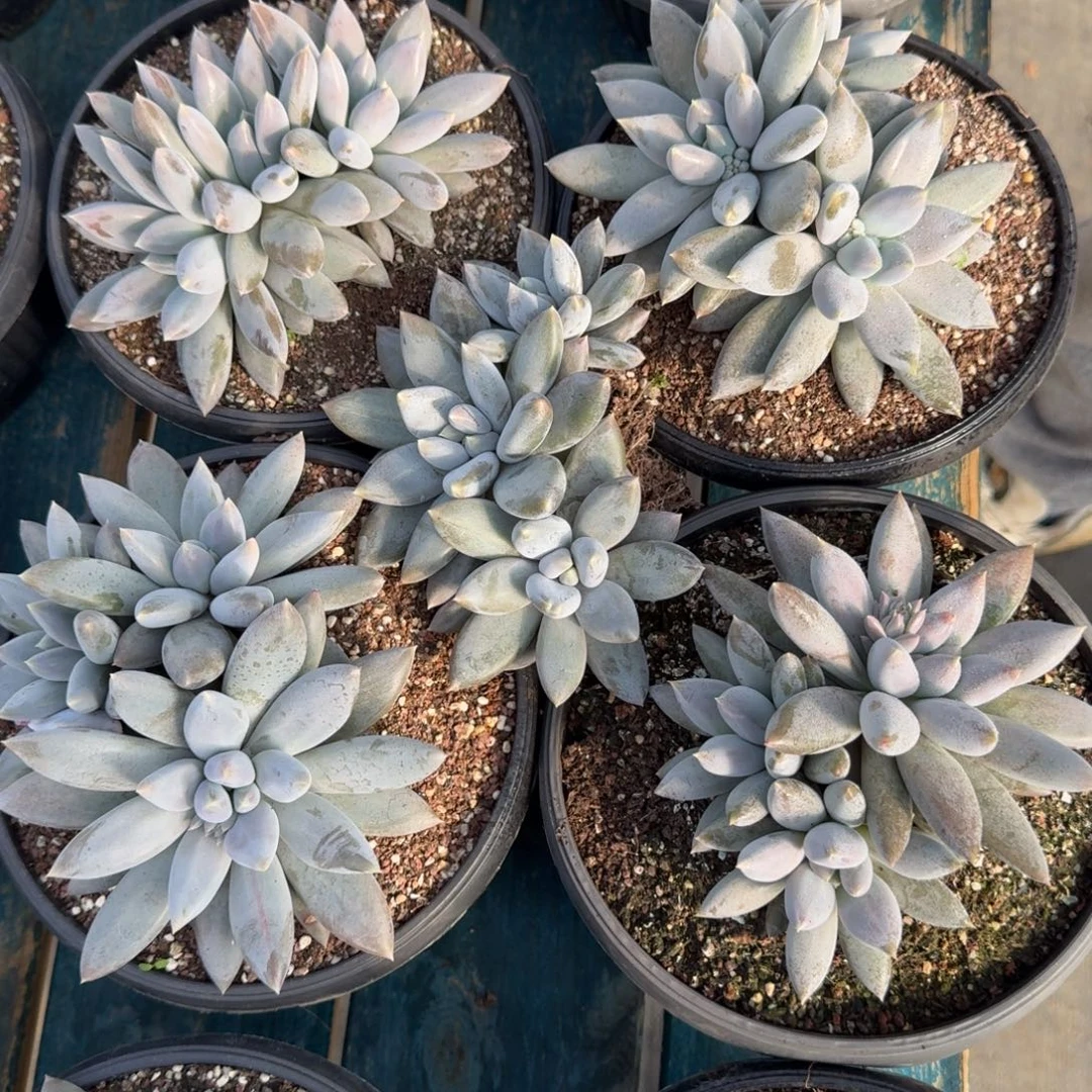 从前慢花园多肉编号-哥特萝莉三头起