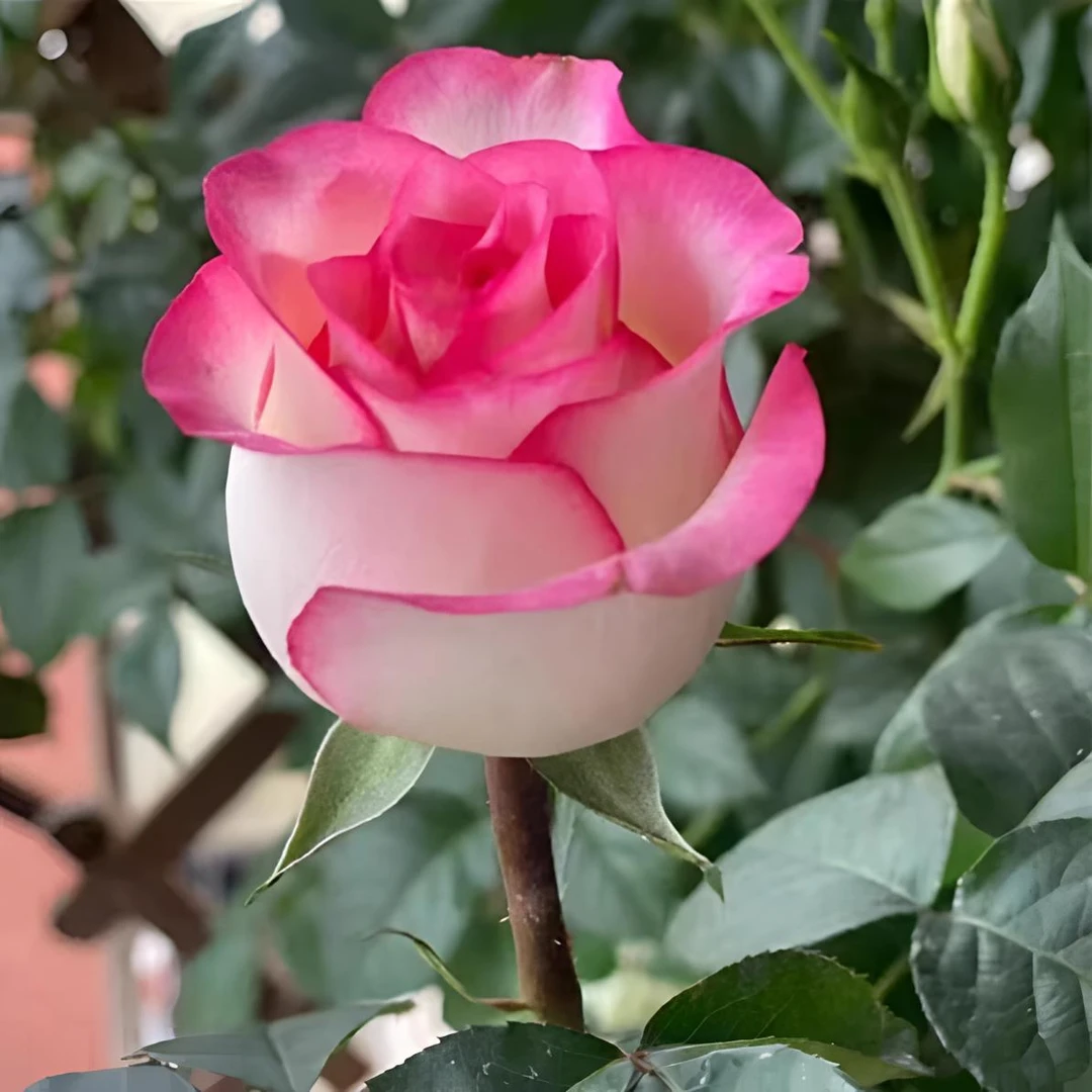 【爱莎】切花月季玫瑰 多季易复花灌木月季庭院阳台