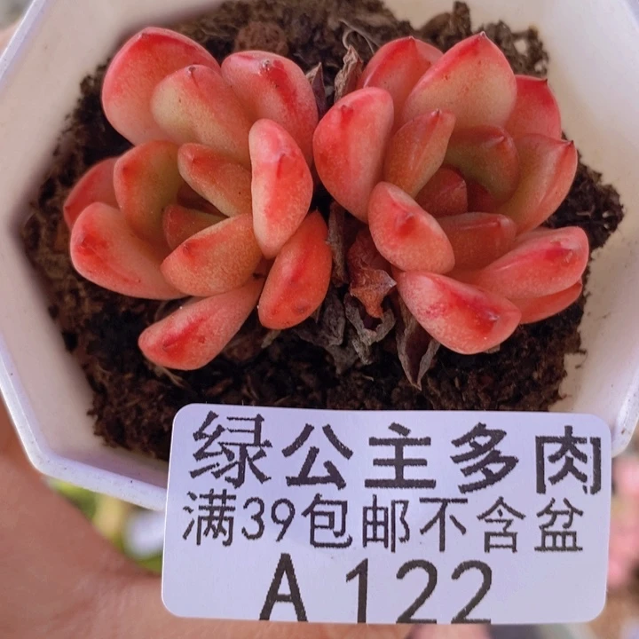 火烈鸟5cm122多肉植物