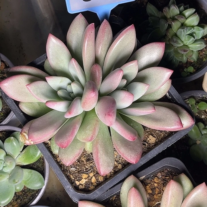 多肉植物赫本鲁斯091