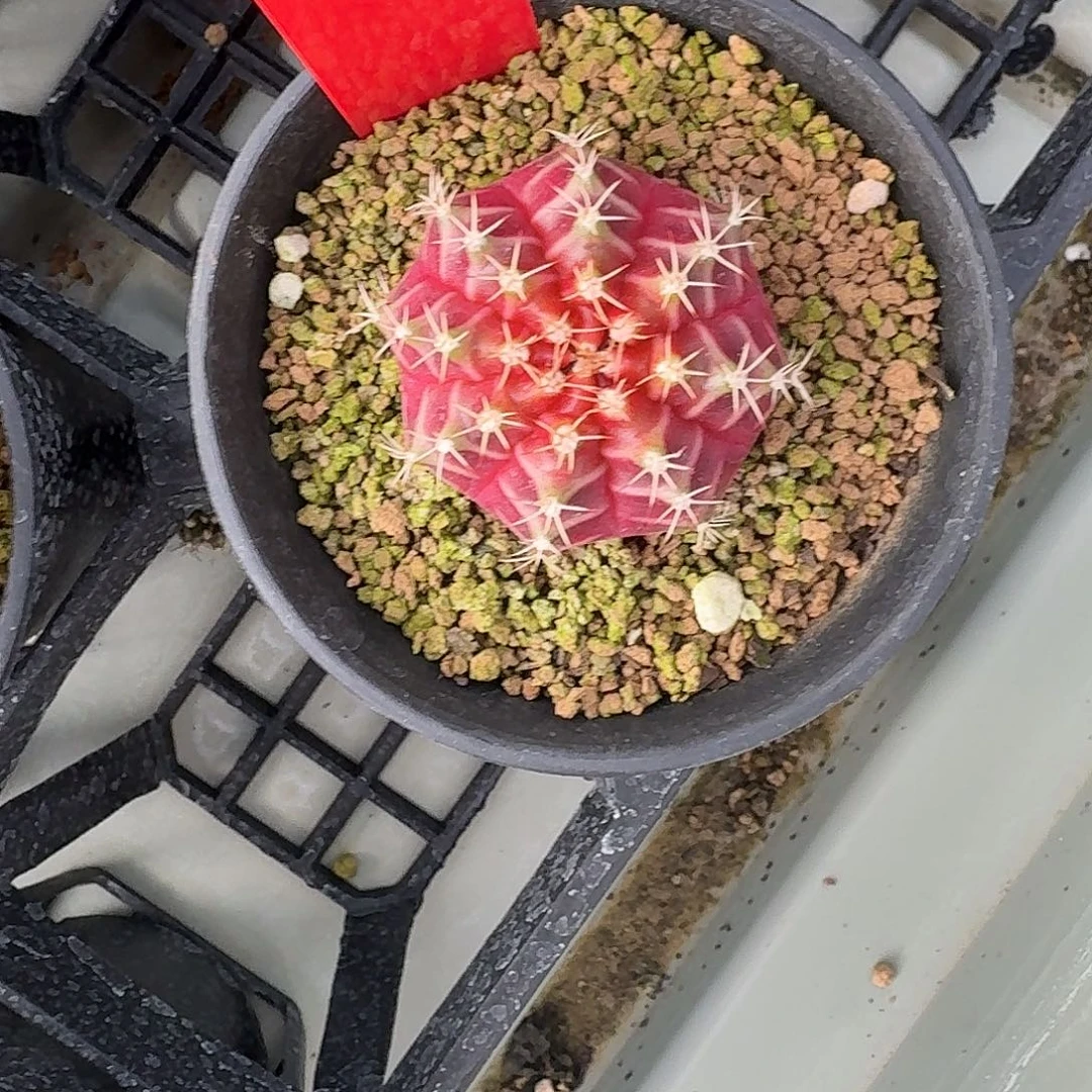 L549-1110广东发货