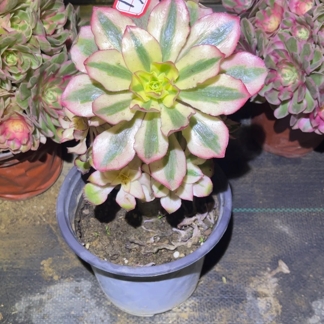 961多肉植物魅影法师