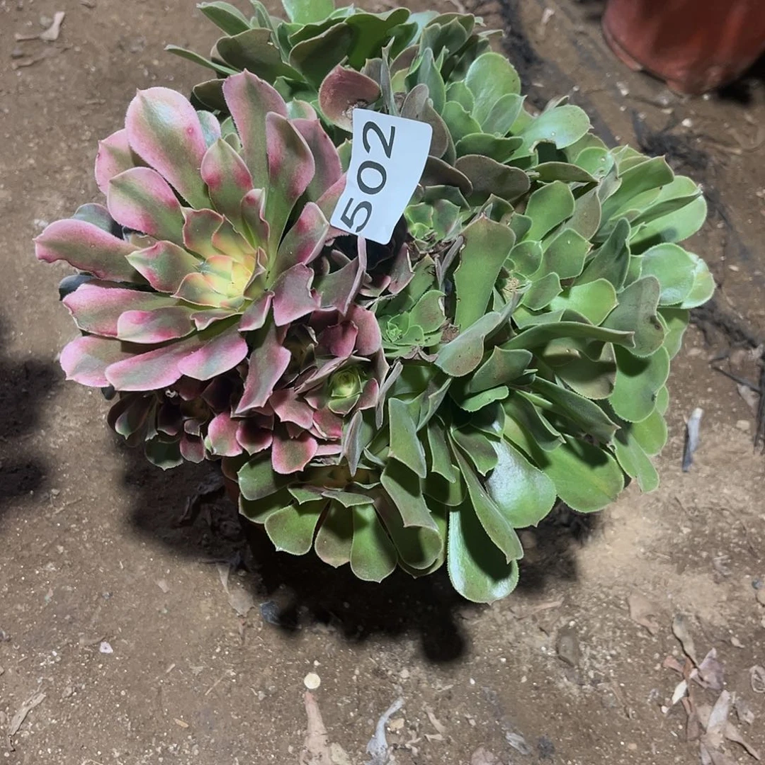 香妃阴阳多肉法师502