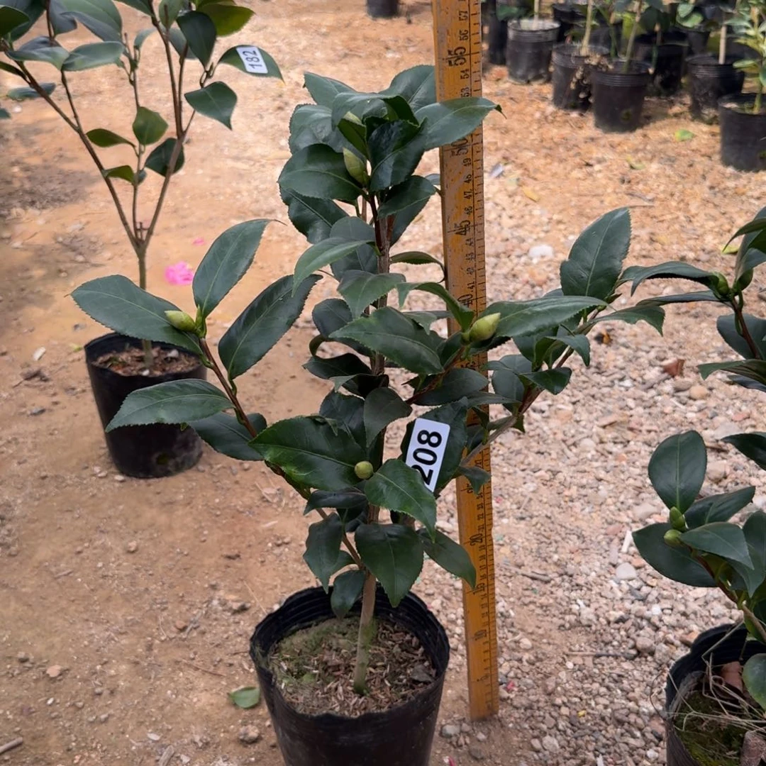 少量花朵（建议范围：2朵-5朵 或40%以下）208黄绣球