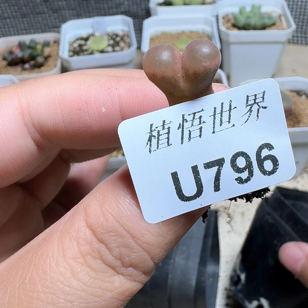 796盒多肉植物哇cv