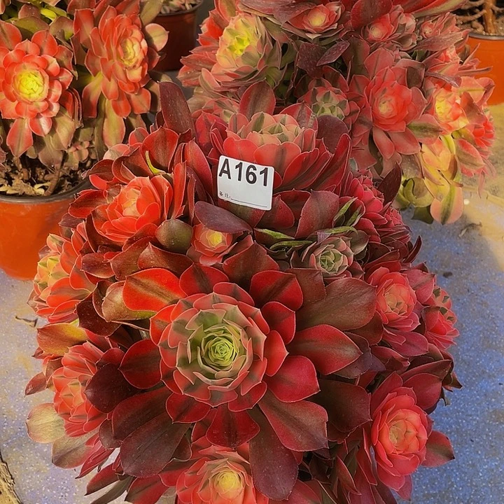 香妃161福利出了