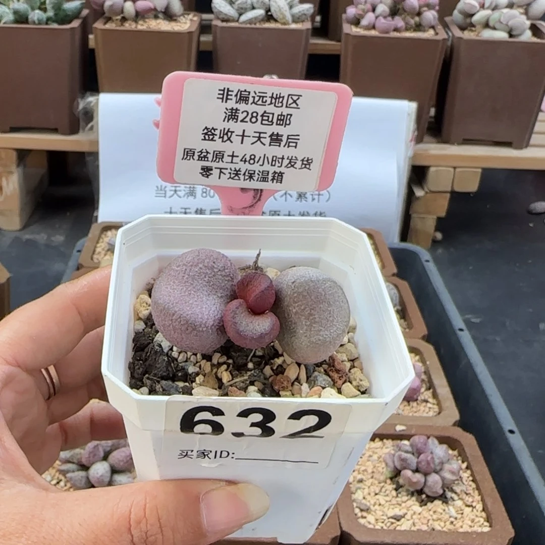 632粉红哈密瓜多肉植物