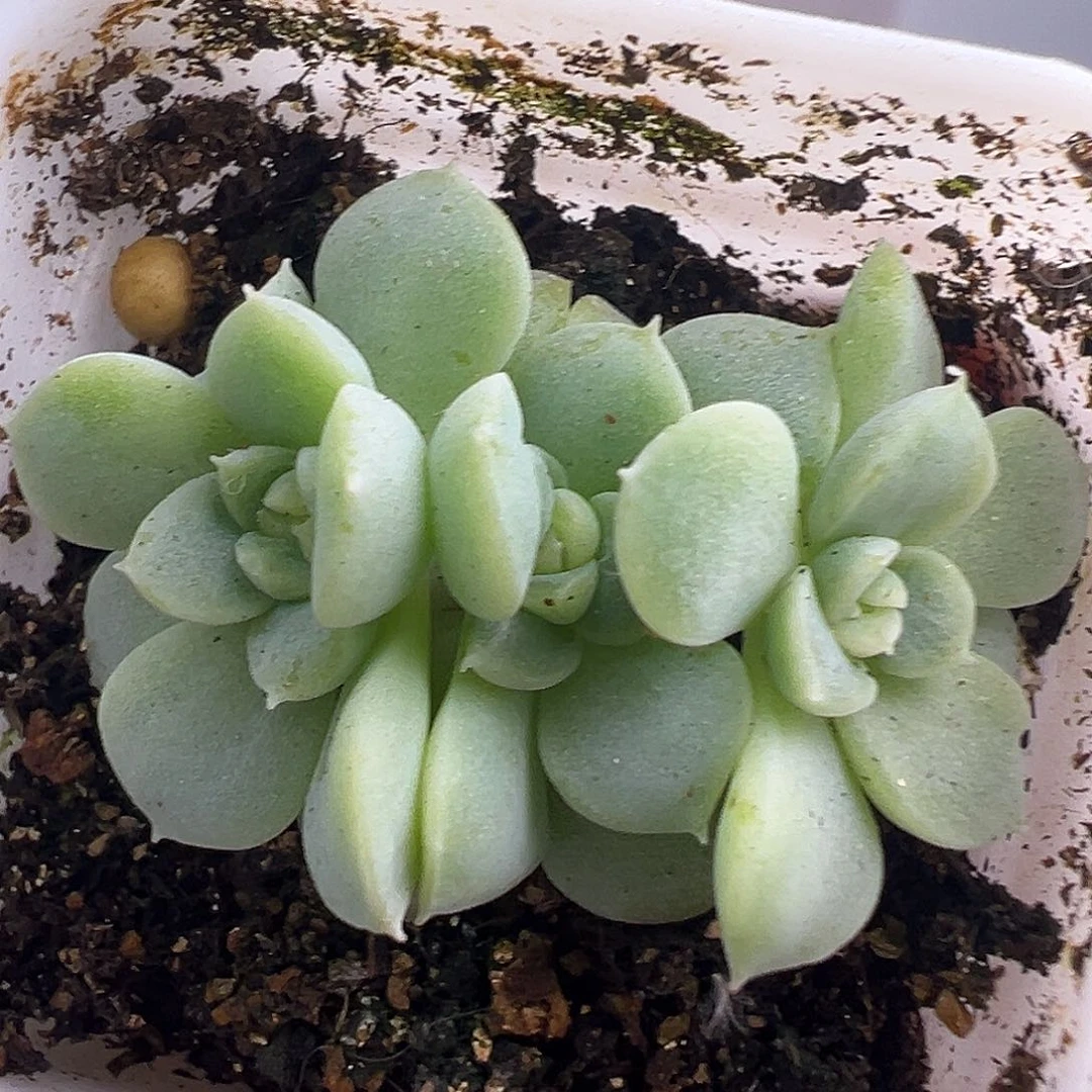 纸鸢甜心一物一拍