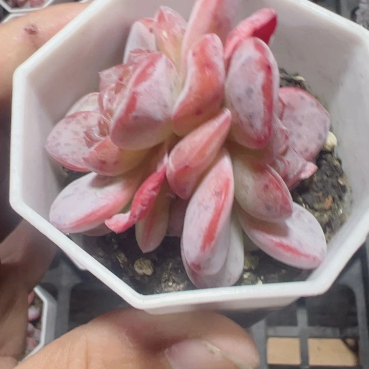 星星珍妮精品多肉植物大战