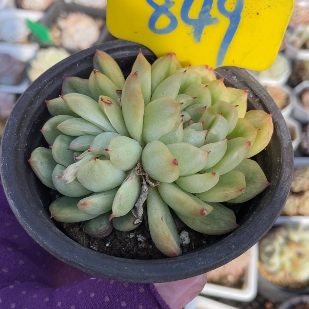 849冰天使锦多肉植物