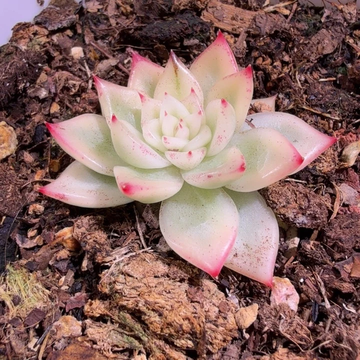 精品多肉植物一物一拍