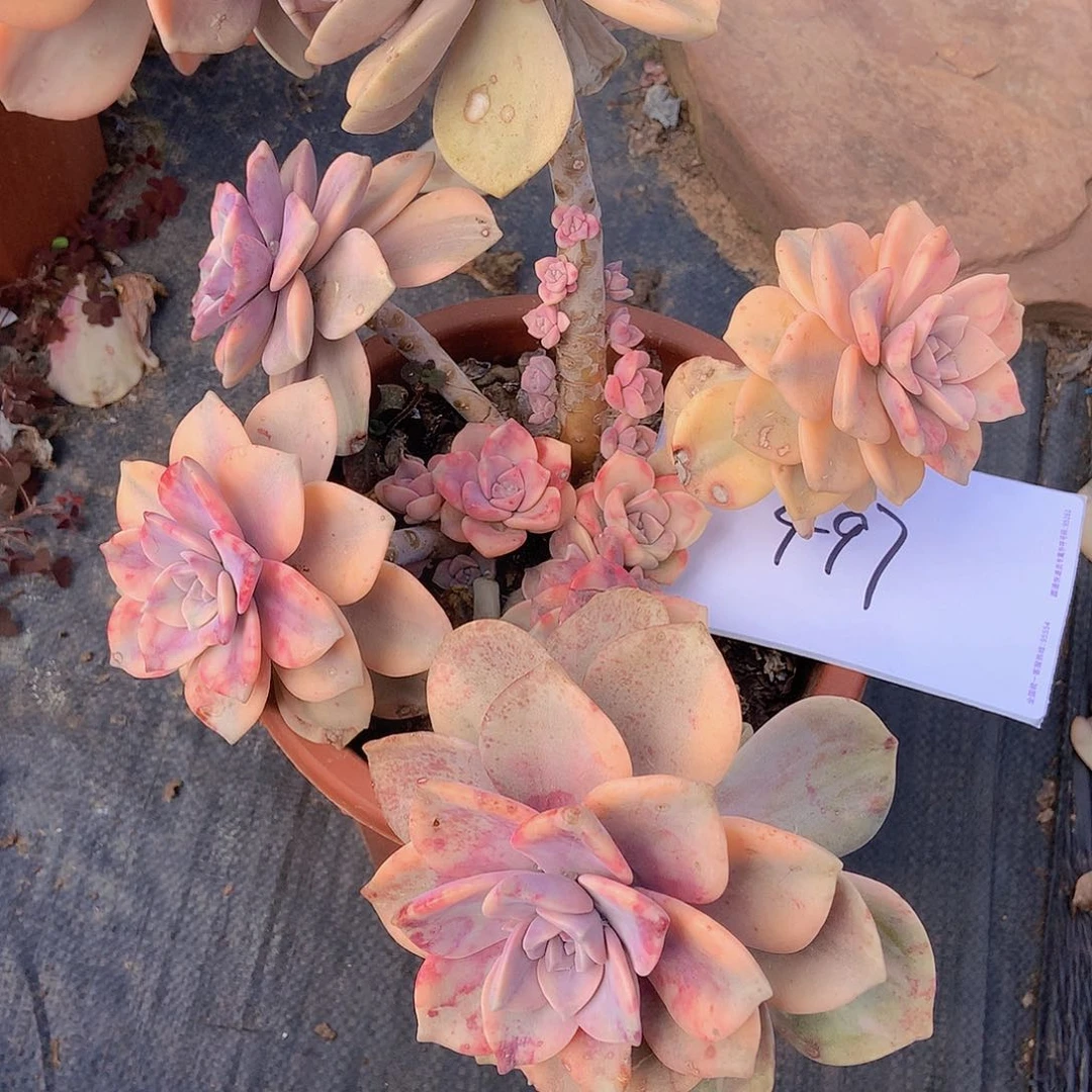 杨***?老三多肉一物一拍外播紫乐锦497