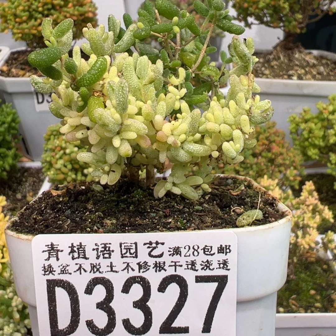 D3327米粒阴阳拉丝锦