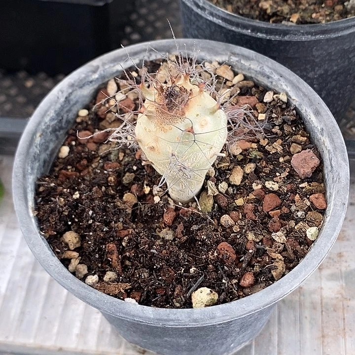 嘟***鸟索马里麻枫树，一物一拍，带土团