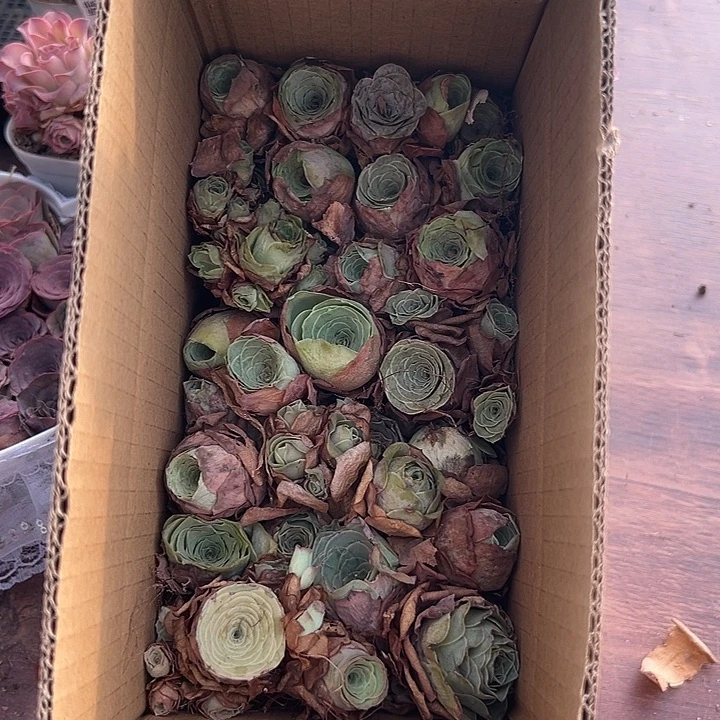 山地玫瑰多肉植物瑕疵不售后115