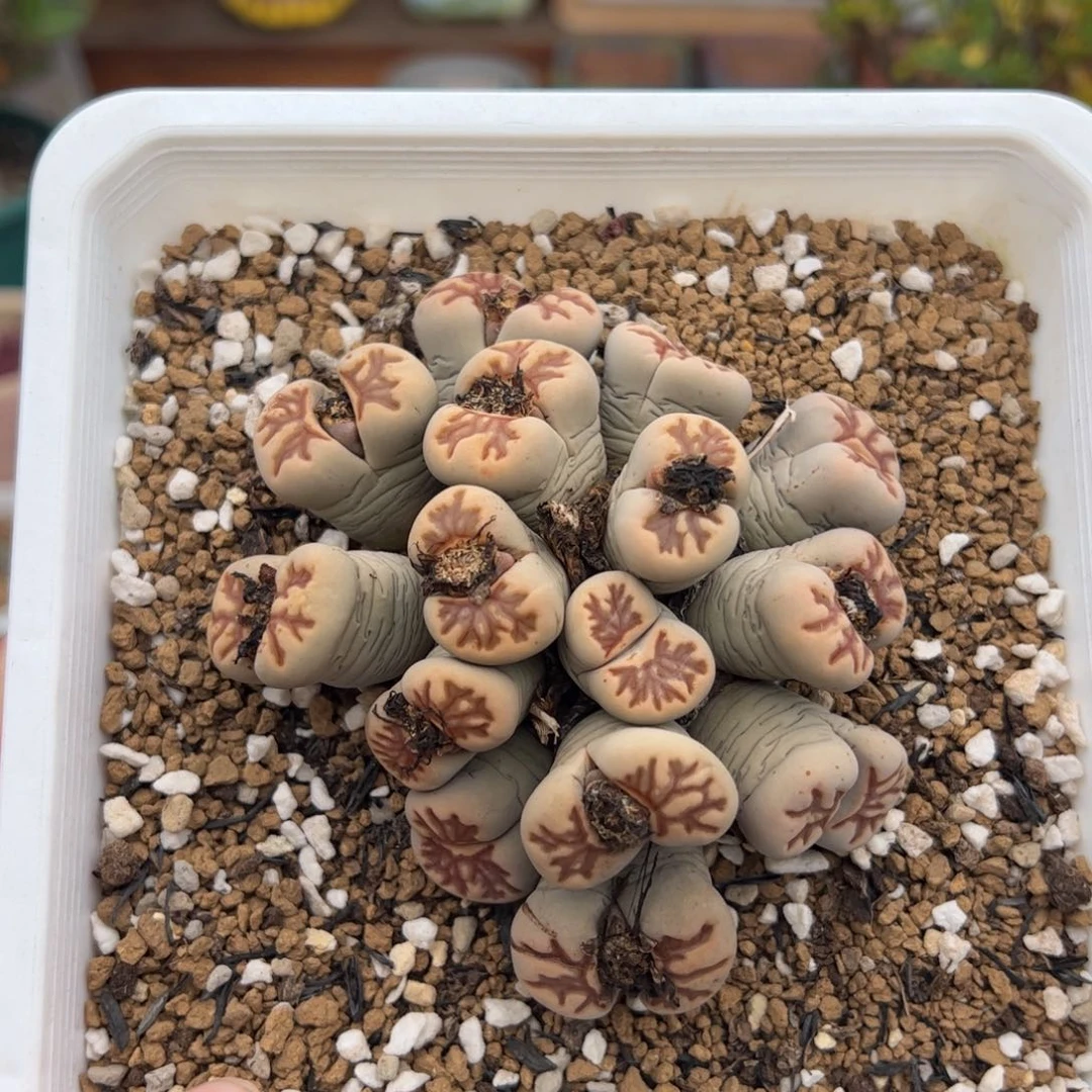 0484号菊 多肉植物