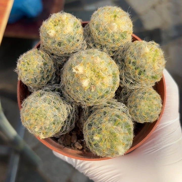 白花明星仙人球1234