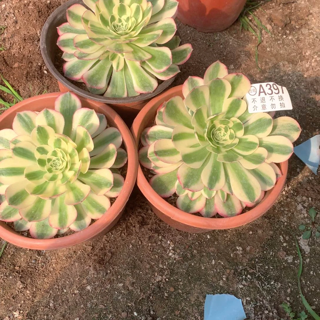 多肉植物玉姿391