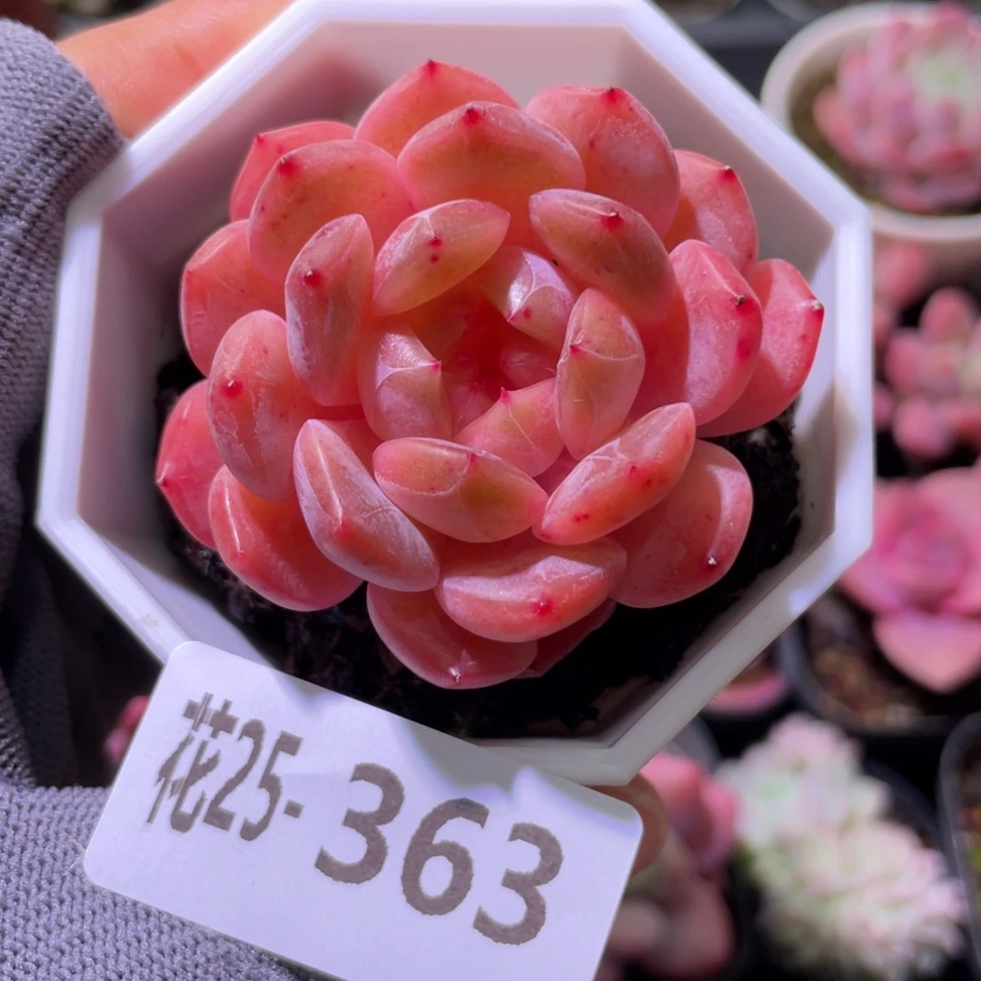 花利美25-363精选糖心