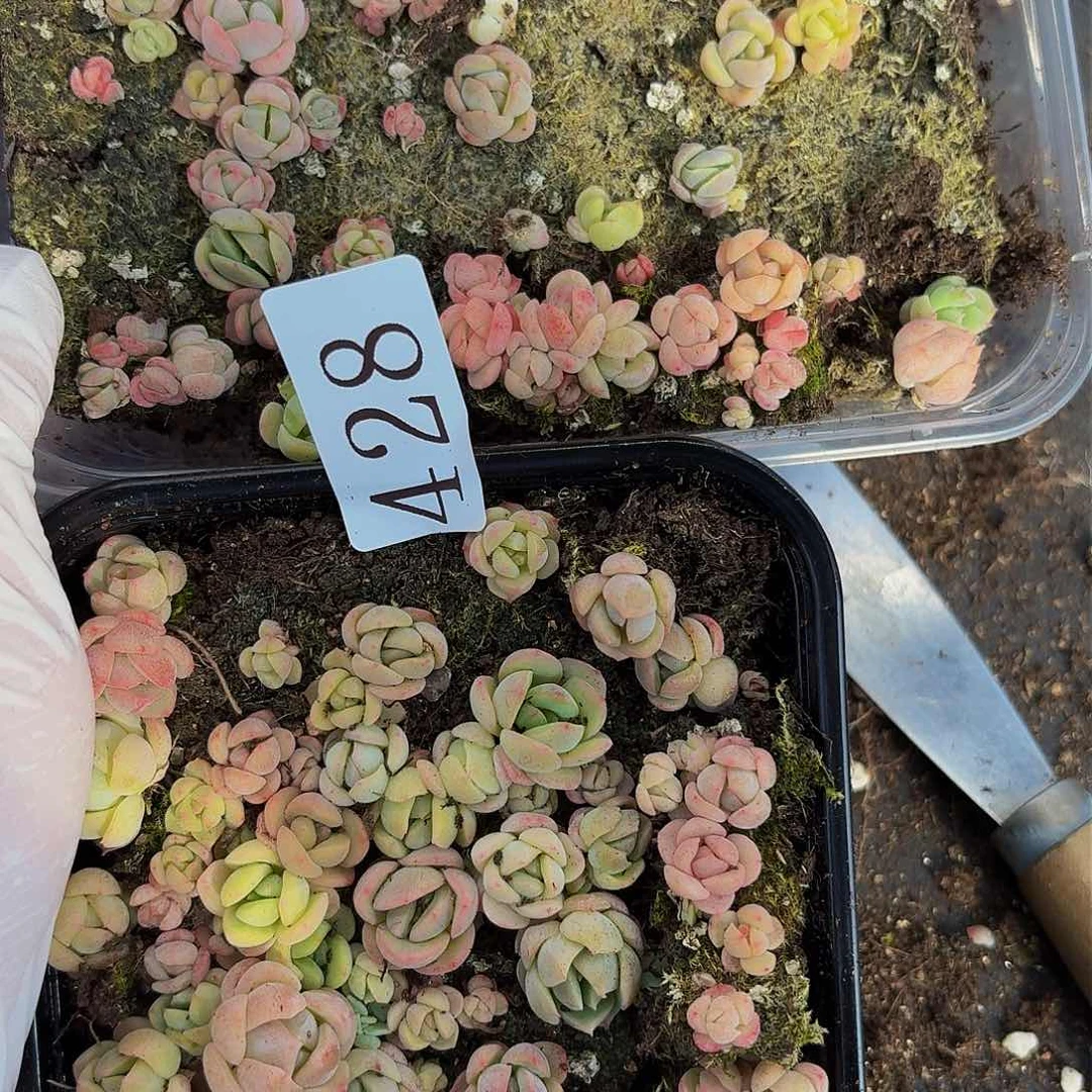 多肉植物多肉植物428