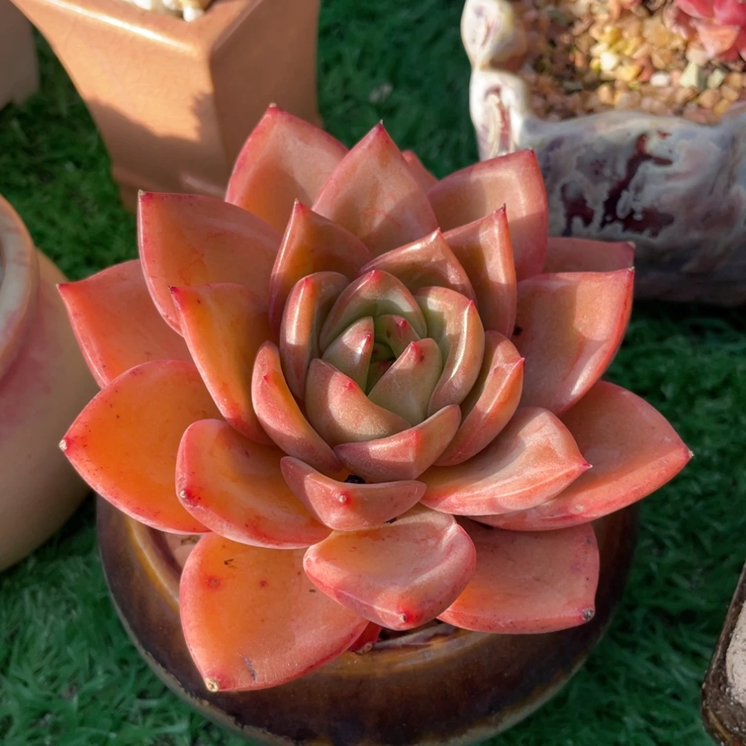 多肉植物盆栽多肉